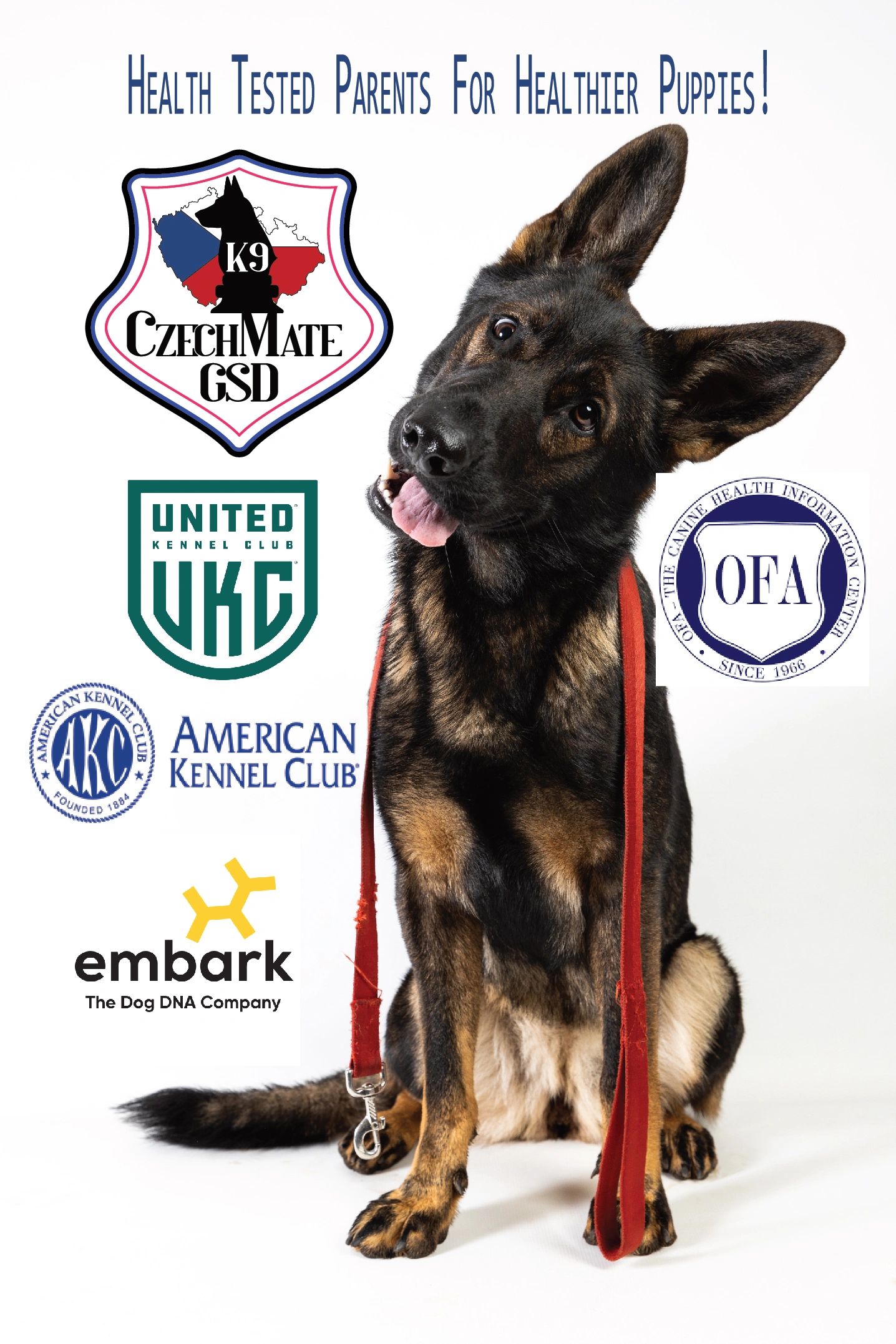 Ukc german shepherd hotsell puppies for sale